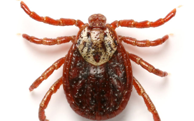 Residents need to be on the lookout for ticks