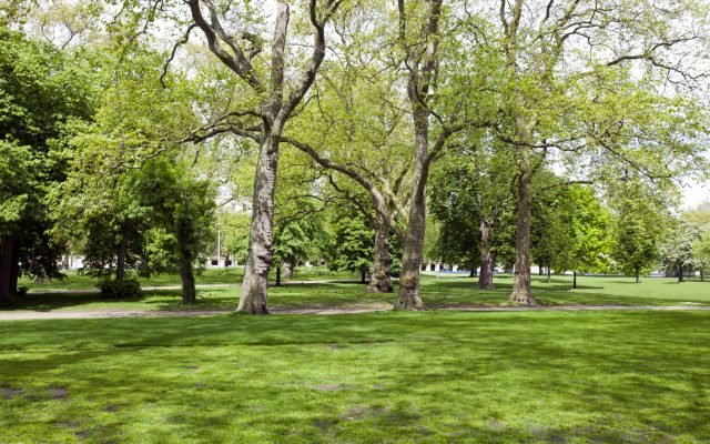 City recognized as 40-year Tree City USA