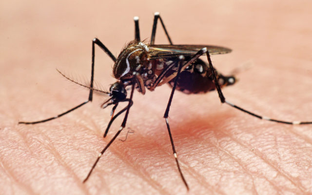 State confirms first WNV mosquito pools