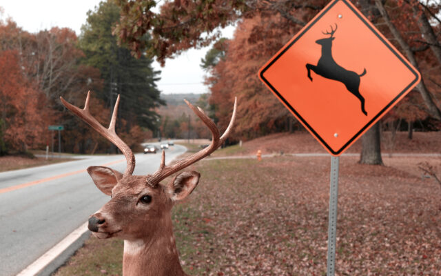 Drivers need to stay aware of deer